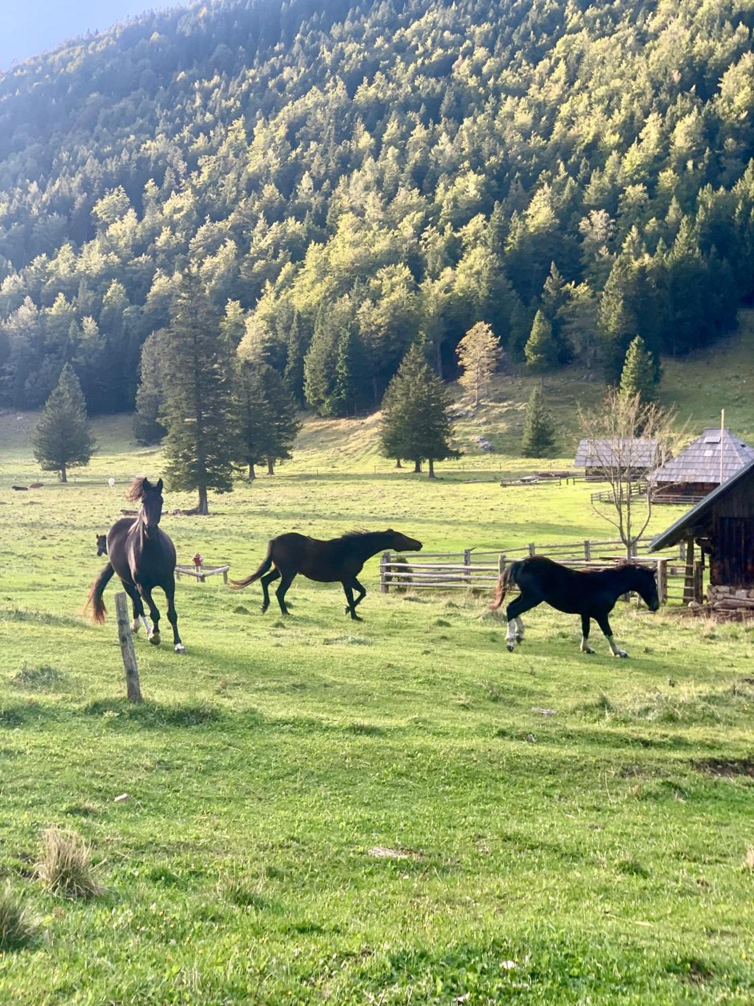Velika Planina - Chalet Stane - Alps Stahovica Kültér fotó