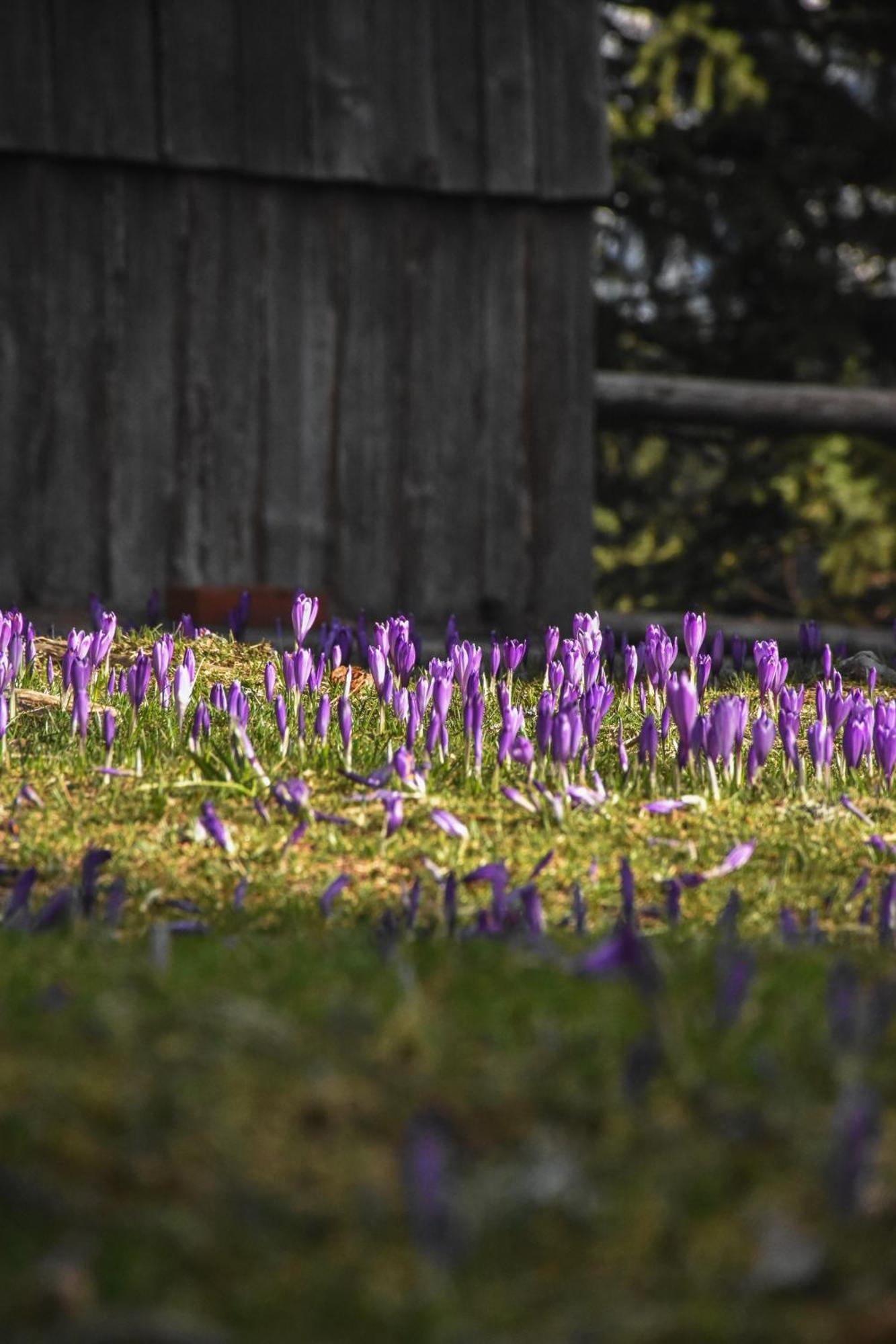 Velika Planina - Chalet Stane - Alps Stahovica Kültér fotó