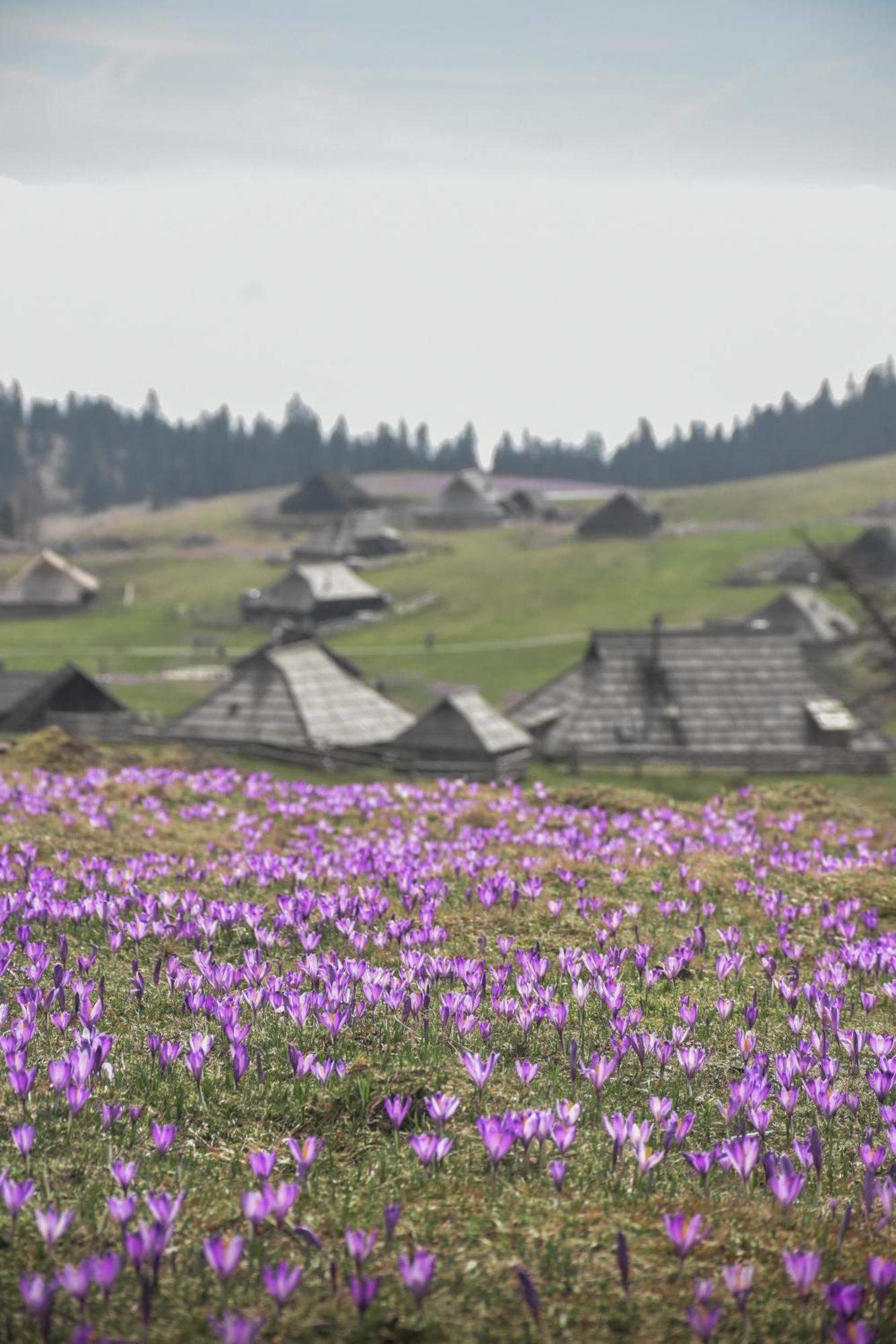 Velika Planina - Chalet Stane - Alps Stahovica Kültér fotó